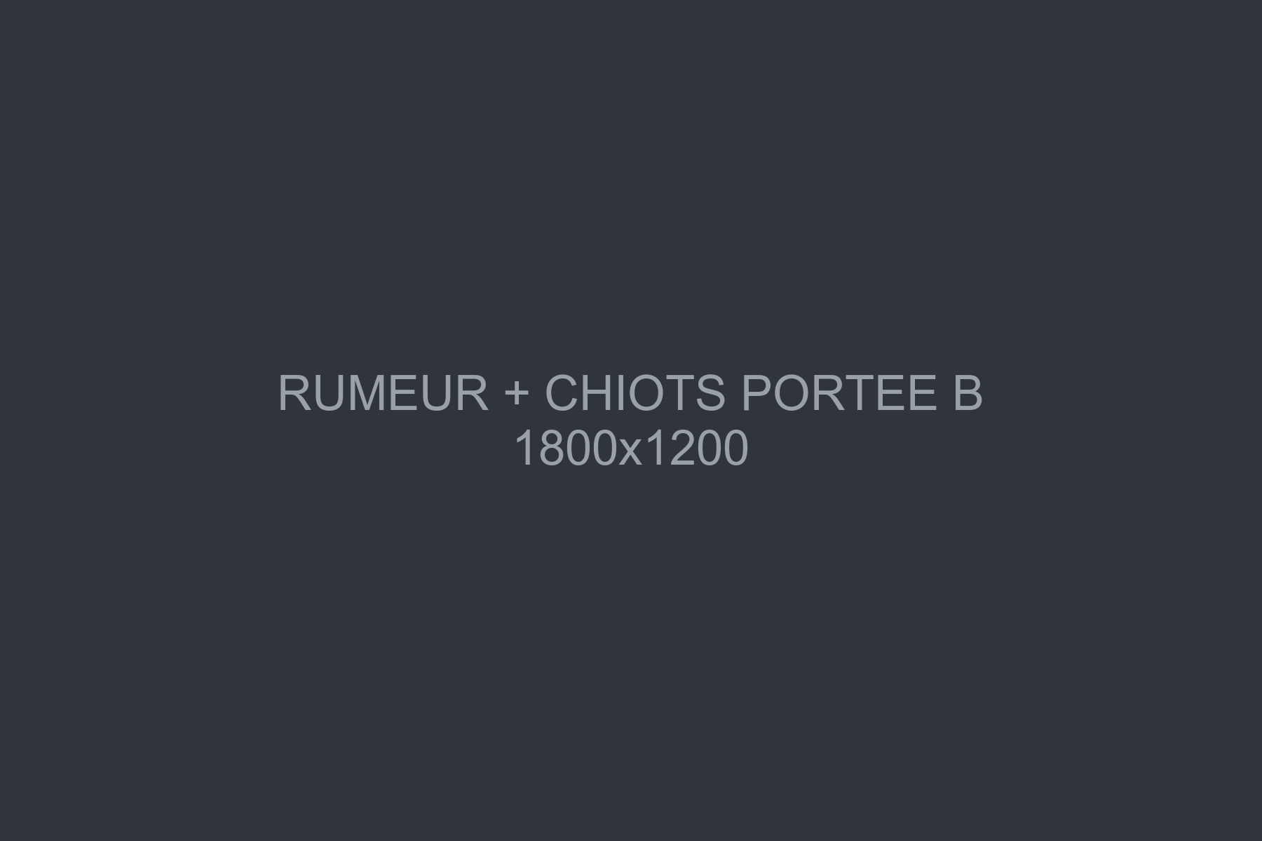 Un caniche nain abricot tondu en coupe camion, assis sur une table de toilettage dans un salon éclairé au plafond, photographié de trois quarts à hauteur de table.